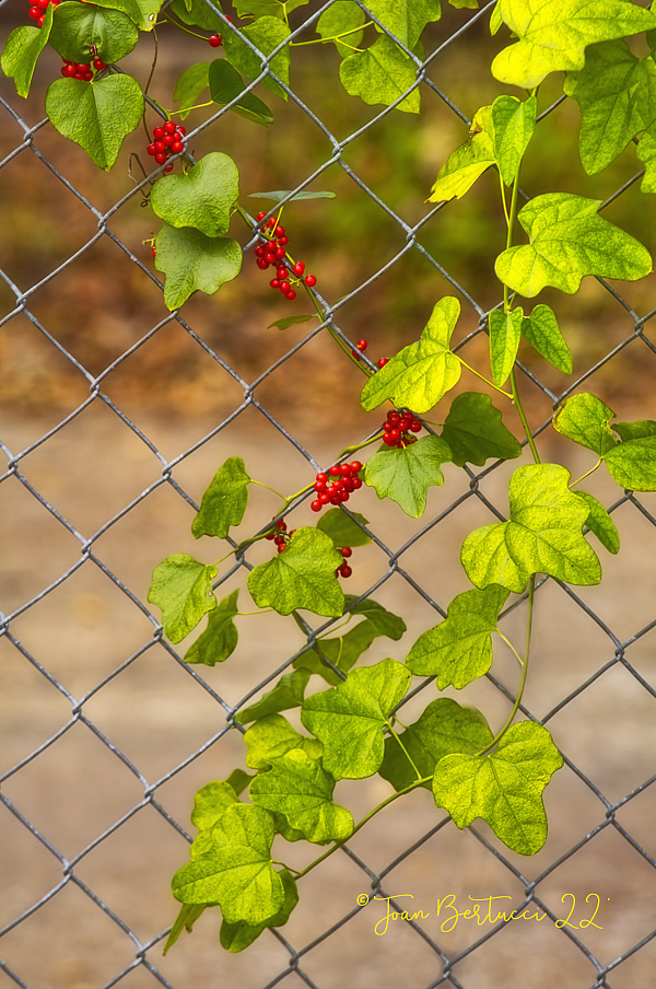 Embracing the Fence