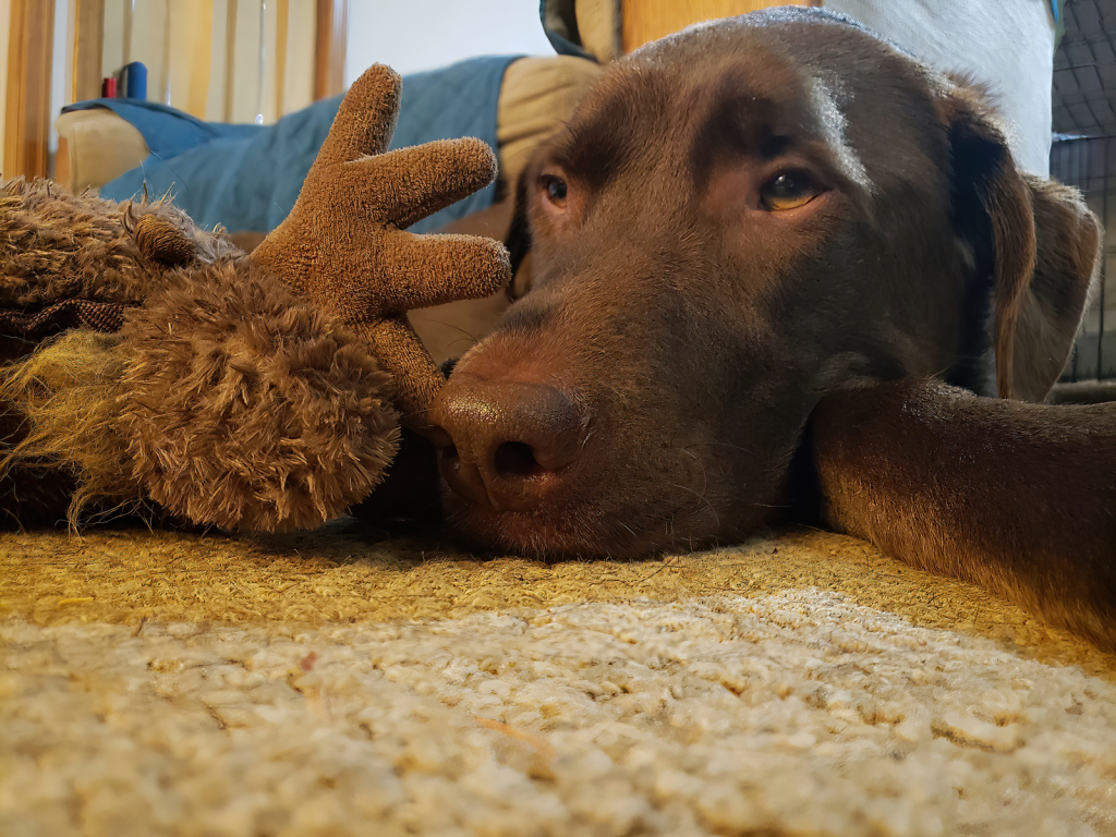 Jake and Mr. Moose