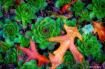 Ground Cover