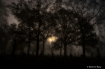 Fog in a graveyar...
