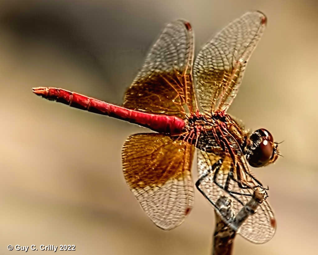 Red Dragonfly