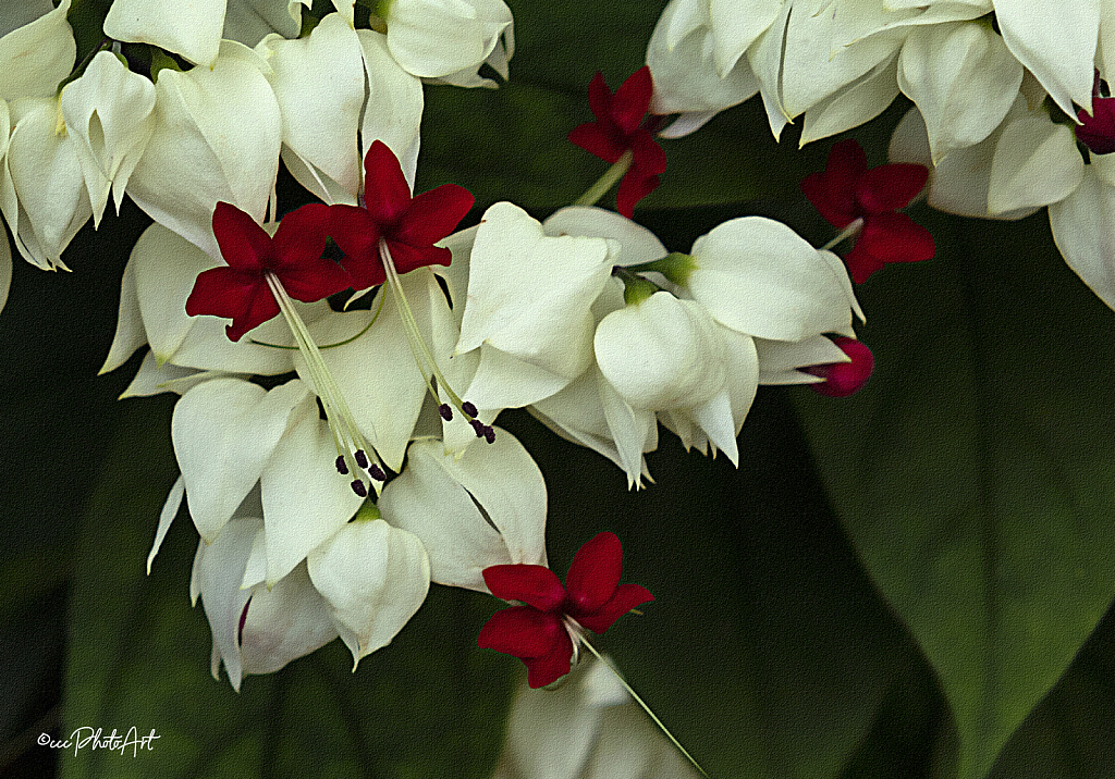 Blanche Bleeding Hearts - ID: 16029976 © Candice C. Calhoun