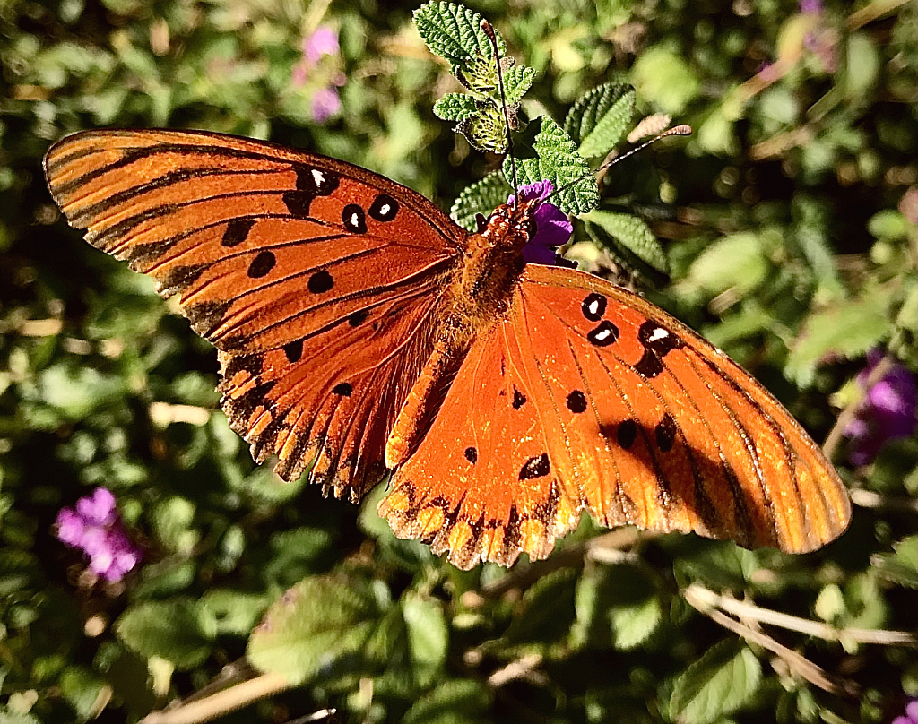 Gulf fritillary butterfly - ID: 16029626 © Elizabeth A. Marker