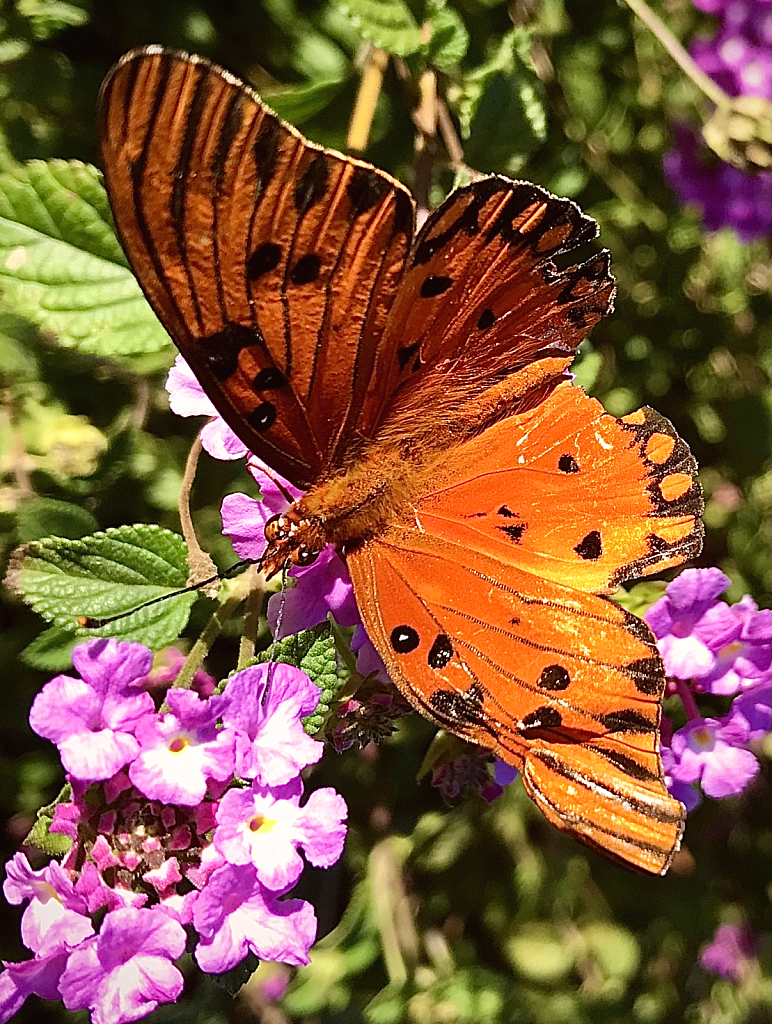 Tattered gulf fritillary butterfly  - ID: 16029628 © Elizabeth A. Marker