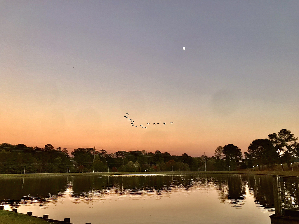 Geese flying at sunset - ID: 16029629 © Elizabeth A. Marker