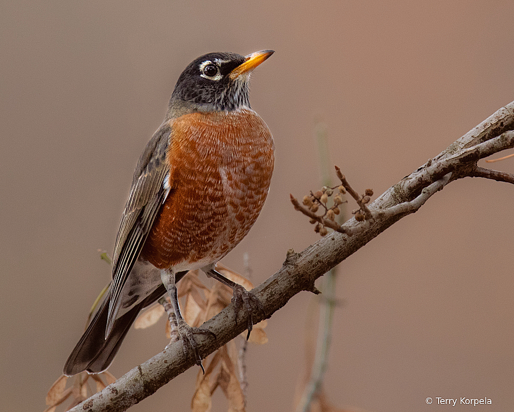 American Robin - ID: 16030011 © Terry Korpela