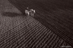 Plowing using oxe...