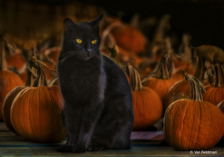 Chloe and the Pumpkins