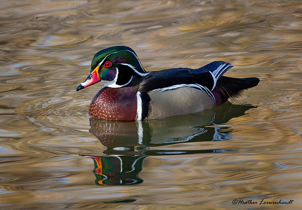 Wood Duck