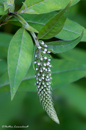 Gooseneck Flower