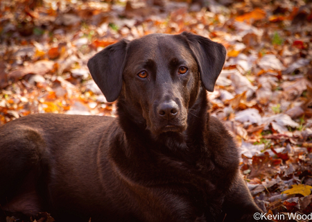 Curious companion