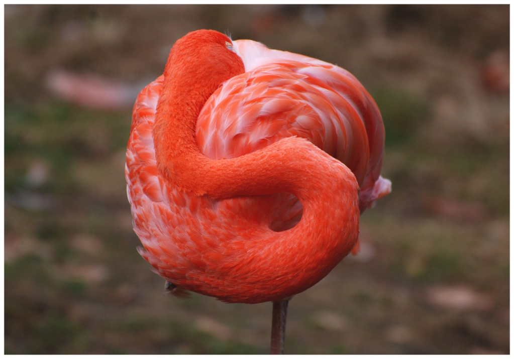 Flamingo Pop