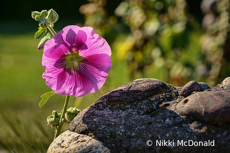 Backlit Hollyhock