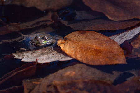 The Wood Frog and the Leaf