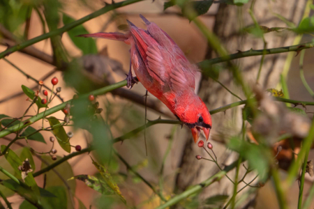 Cardinal Grabbing the Berry