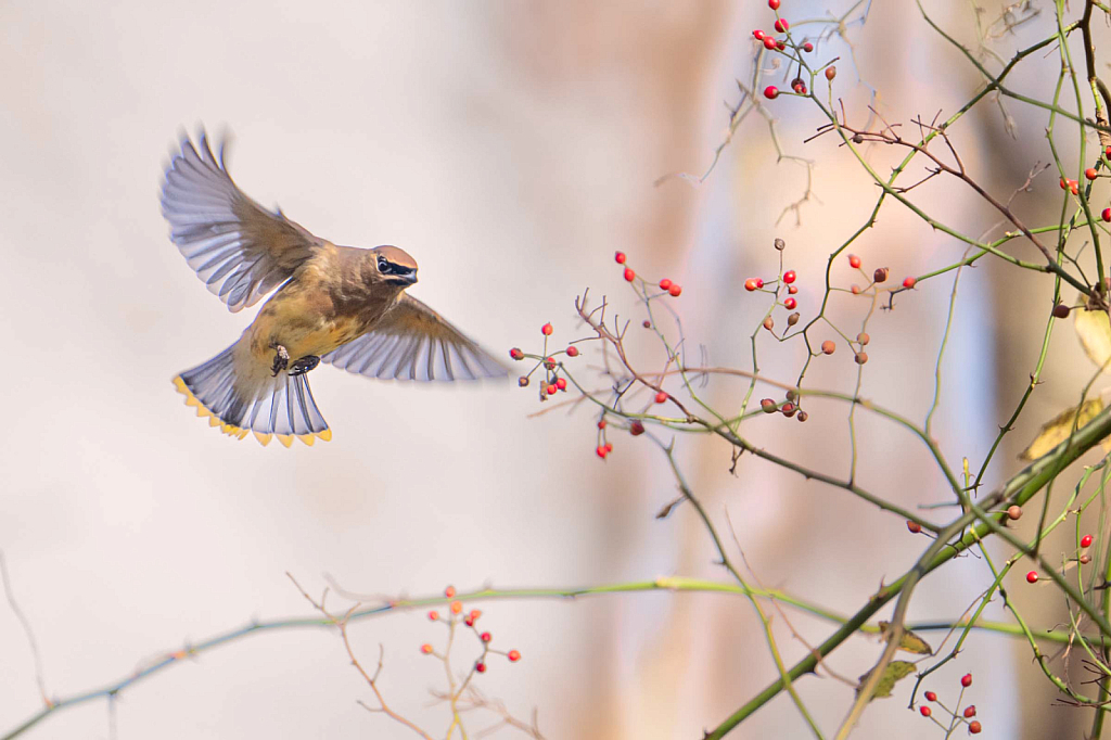 Cedar Waxwing and the Berries