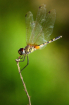 Dragonfly01