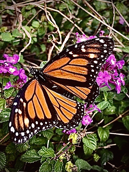 Feeding before migration  - ID: 16030663 © Elizabeth A. Marker