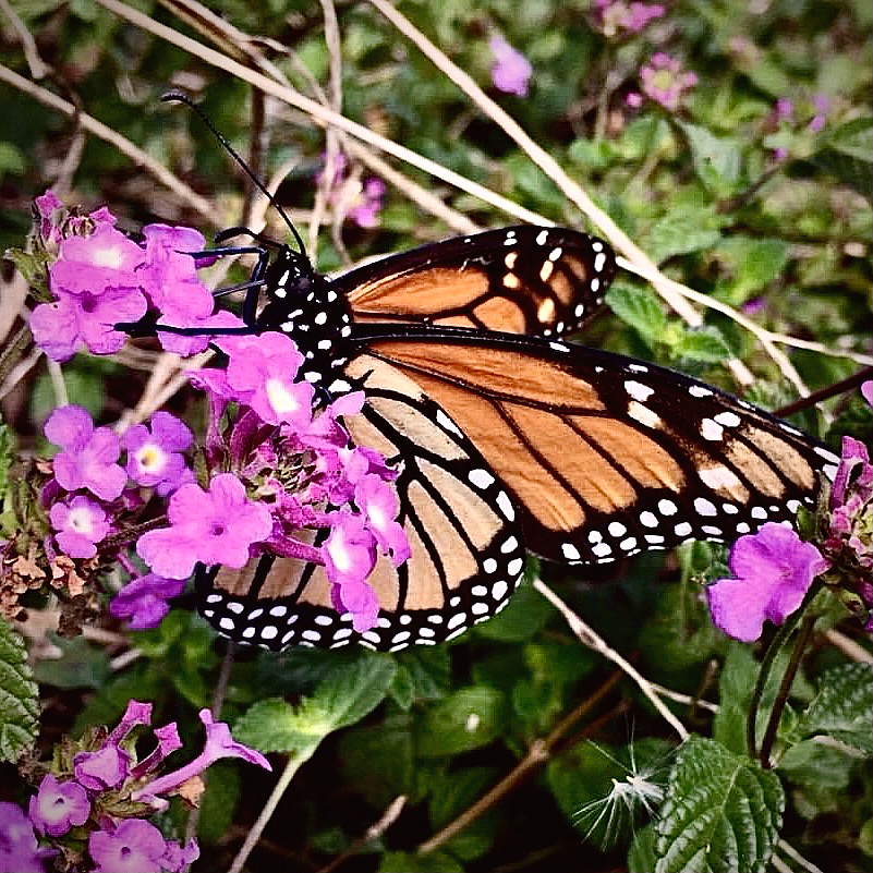 Monarch butterfly 1 - ID: 16030581 © Elizabeth A. Marker