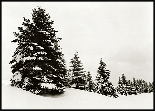"Winter Pines" - ID: 16030741 © Carine C. Lutz