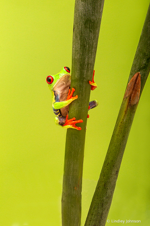 Red Eyed Tree Frog Climbing
