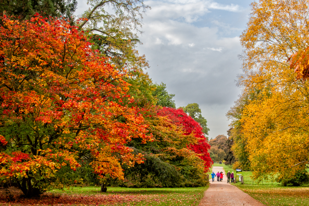 Autumn Colour