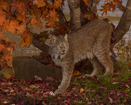 Lynx in Fall Colors