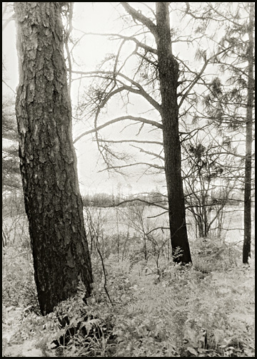 "Marquette Trees" - ID: 16030726 © Carine C. Lutz