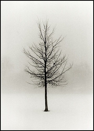 "Quiet Tree" - ID: 16030728 © Carine C. Lutz