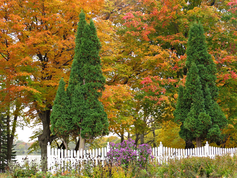 Autumn Scene