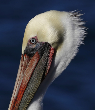 La Jolla Pelican