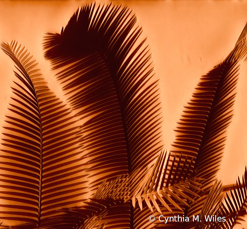 Palm Fronds 