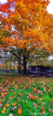 Autumn Splendor
