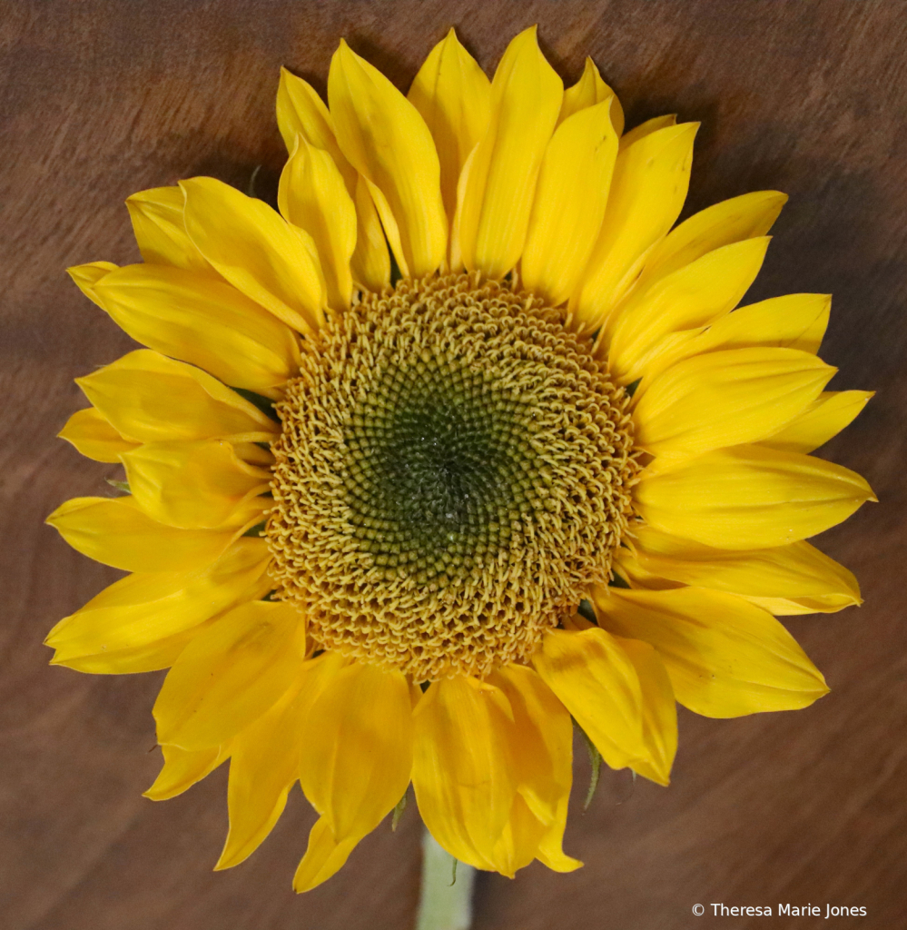 Sunflower - ID: 16031131 © Theresa Marie Jones