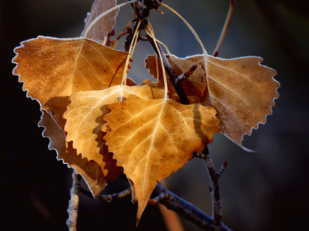 Frost Rimmed Autumn Leaves
