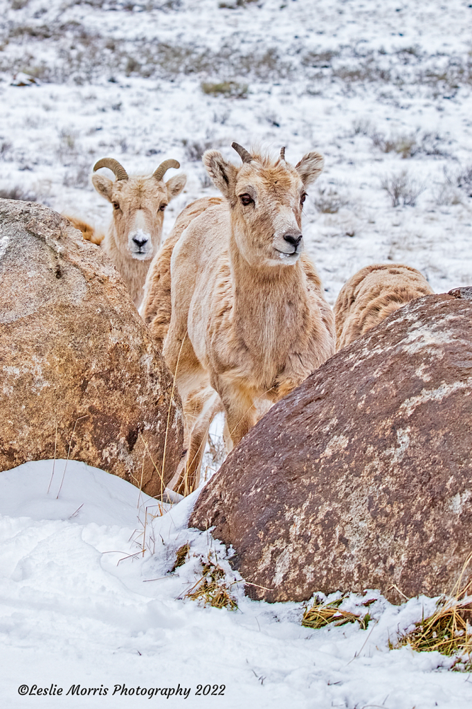 Bighorn Sheep Lambs - ID: 16031398 © Leslie J. Morris