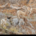 © Leslie J. Morris PhotoID # 16031400: BighornSheepEweLambs_AN3I0969