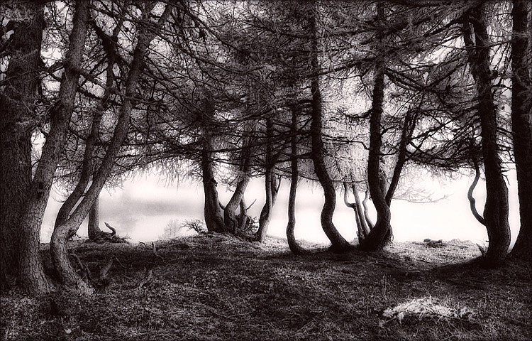 Tree Ballet