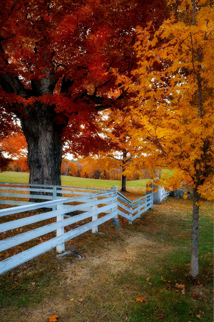 Fence and Foliage