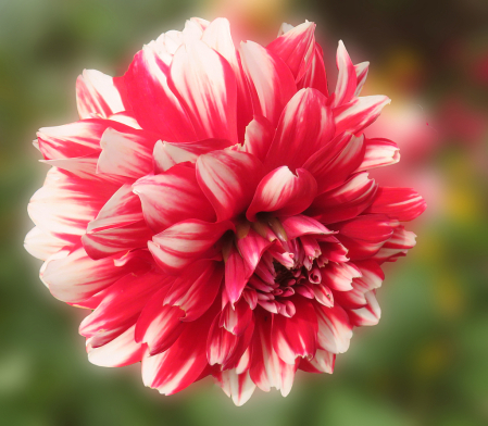 Another Lovely Dahlia
