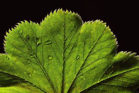 Green Leaf with Raindrops