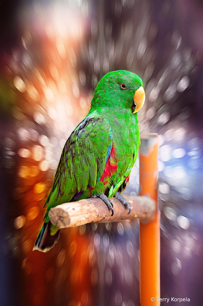 Eclectus Parrot - ID: 16031599 © Terry Korpela