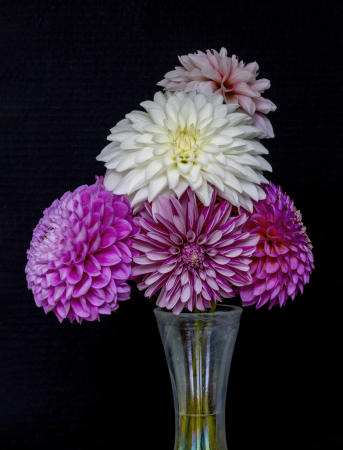 Bouquet of Dahlias