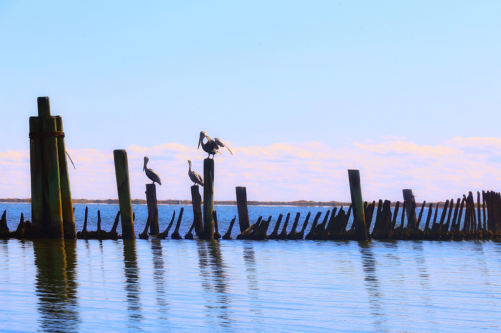 Pelican Roost 