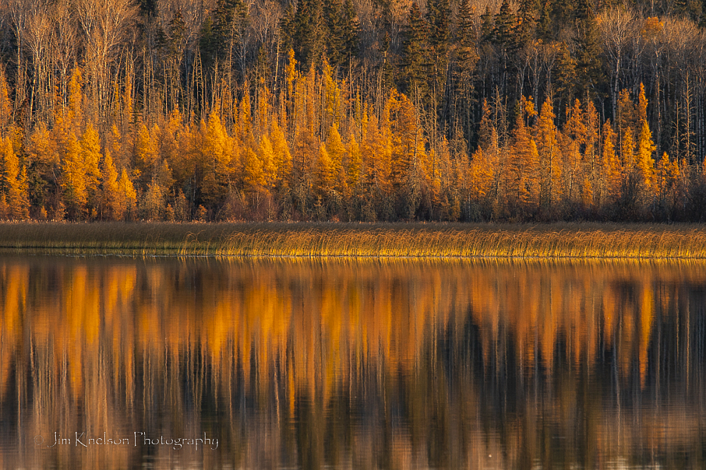 Tamarack in October - ID: 16031693 © Jim D. Knelson