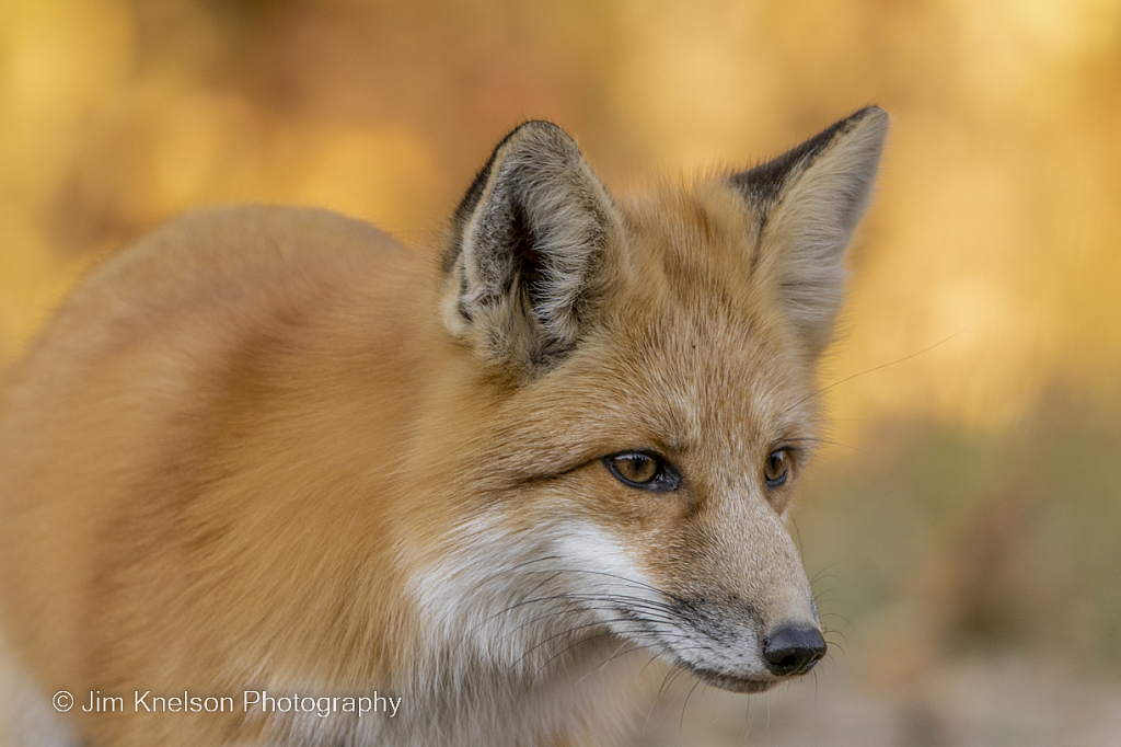 Fox 4 - ID: 16031694 © Jim D. Knelson