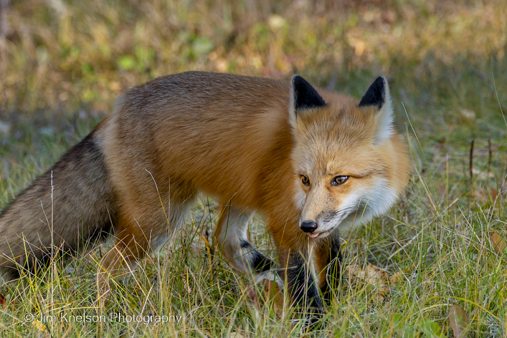 Fox 3 - ID: 16031695 © Jim D. Knelson