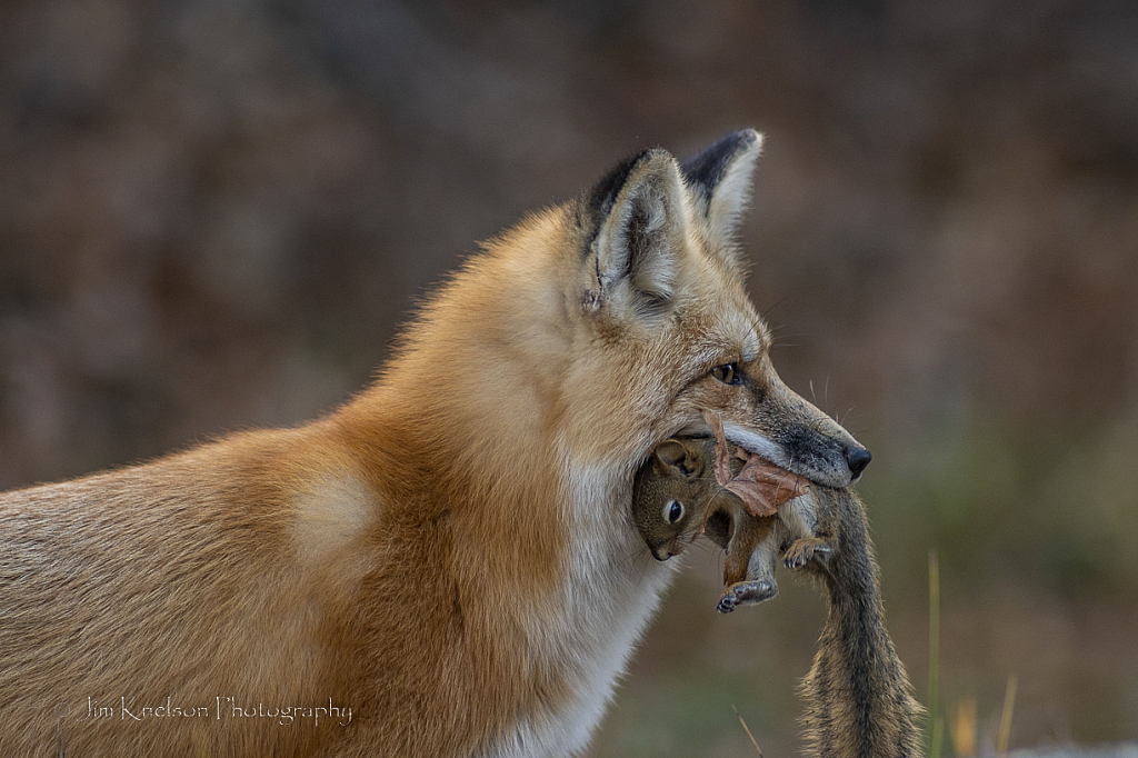 Fox with Squirrel - ID: 16031699 © Jim D. Knelson