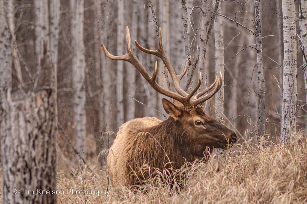October Elk - ID: 16031750 © Jim D. Knelson
