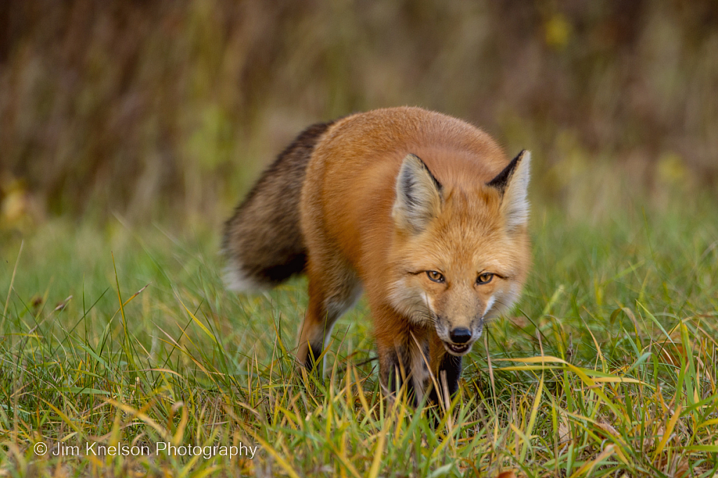Fox on the Hunt - ID: 16031751 © Jim D. Knelson